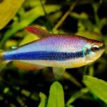 Inpaichthys Kerri "Blue Keri/Blue Emperor Tetra"