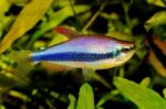 Inpaichthys Kerri "Blue Keri/Blue Emperor Tetra"
