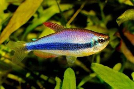 Inpaichthys Kerri "Blue Keri/Blue Emperor Tetra"
