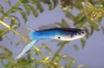 Poecilia Reticulata "Japan Blue Guppy"