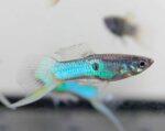 Poecilia Reticulata "Japan Blue Guppy" - Image 2