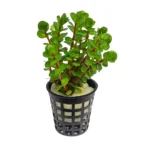 Rotala Indica