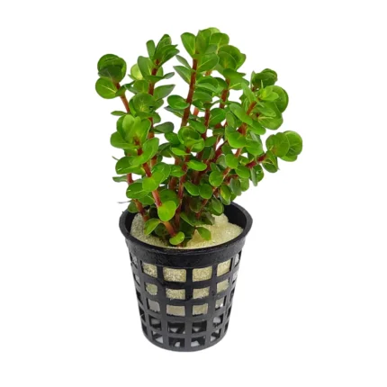 Rotala Indica