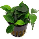 Anubias nana petite XL