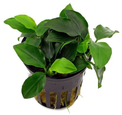Anubias nana petite XL