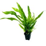 Microsorium Pteropus var Soft