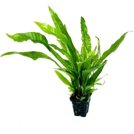 Microsorium Pteropus var Soft