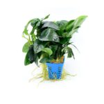 Anubias Barteri var Nana King XL