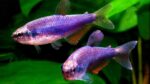 Inpaichthys Kerri "Blue Keri/Blue Emperor Tetra" - Image 2