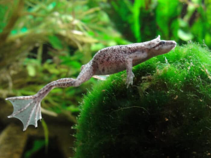 Hymenochirus Boettgeri "African Dwarf Frog" - Image 2