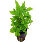 Staurogyne Repens