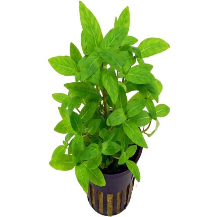 Staurogyne Repens