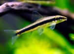 Crossocheilus oblongus "Siamese Algae Eater" - Image 2