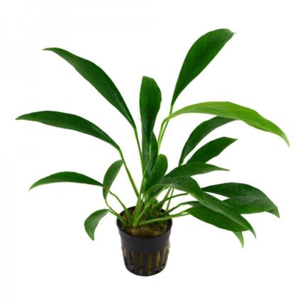 Anubias Angustifolia L