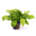 Anubias Species Golden XL