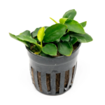 Anubias Nana Long Wavy XL
