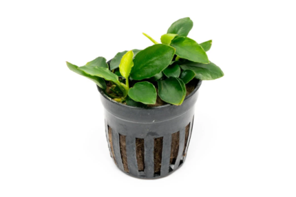 Anubias Nana Long Wavy XL