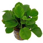 Anubias Barteri Round (gold coin) XL
