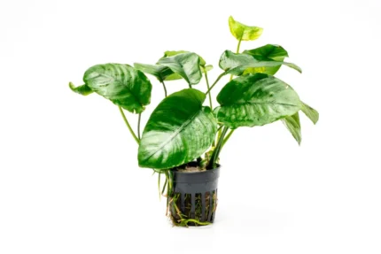 Anubias Barteri Nana Wrinkle New M
