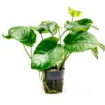 Anubias Barteri Nana Wrinkle New XL