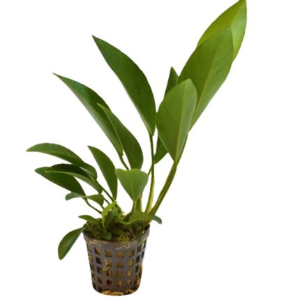 Anubias congensis M