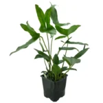 Anubias Hastifolia M