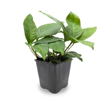 Anubias Heterophylla XL
