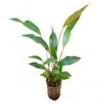 Anubias Lanceolata L