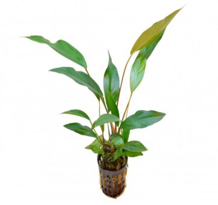 Anubias Lanceolata L
