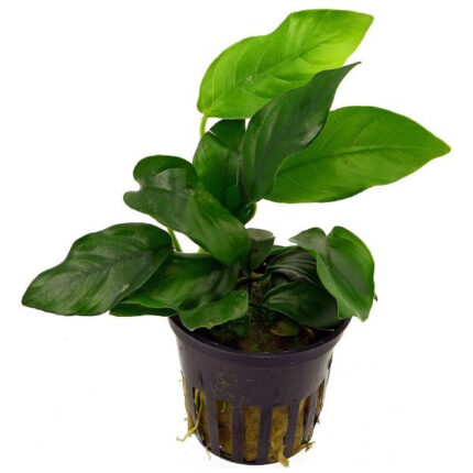 Anubias Barteri Nana XL
