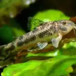 Aspidoras Spilotus "C 125 Catfish"