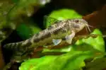 Aspidoras Spilotus "C 125 Catfish"