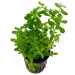 Bacopa Compact