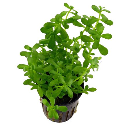 Bacopa Compact