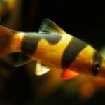 Botia Macracantha "Clown Loach"