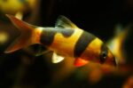 Botia Macracantha "Clown Loach"