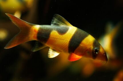 Botia Macracantha "Clown Loach"