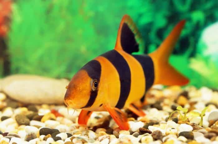 Botia Macracantha "Clown Loach" - Image 2