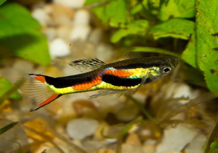 Poecilia wingei "Black Bar Endlers" - Image 2