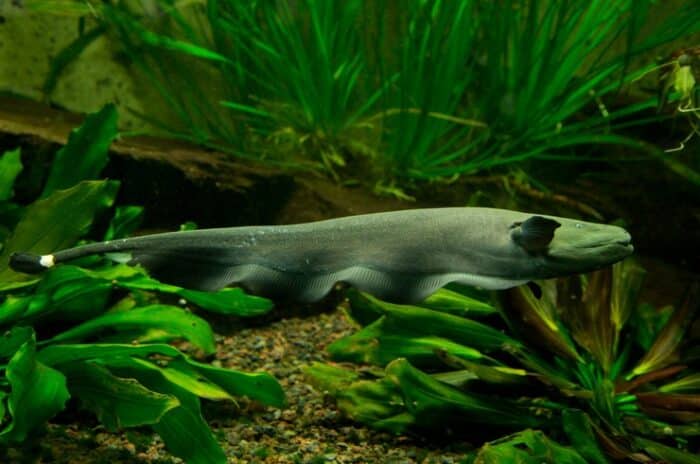 Apteronotus Albifrons "Black Ghost" - Image 2