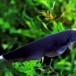 Apteronotus Albifrons "Black Ghost"