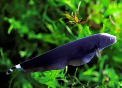 Apteronotus Albifrons "Black Ghost"