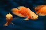 Astronotus Ocellatus "Chilli Red Oscar"