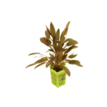Cryptocoryne Wendtii Brown (indo)