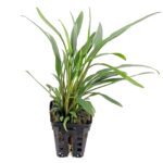 Cryptocoryne X. Willisii Lucens