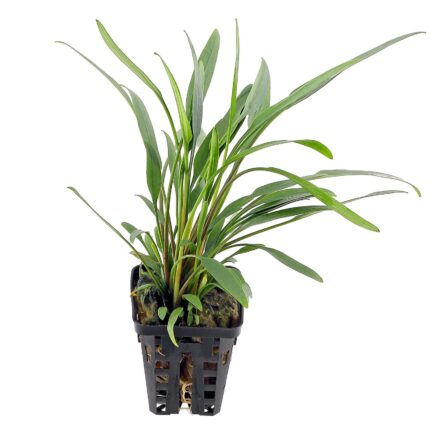 Cryptocoryne X. Willisii Lucens