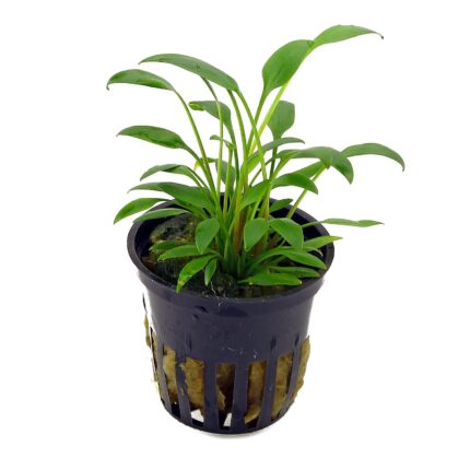 Cryptocoryne Willisii