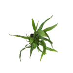 Microsorum Windelov Type Y