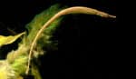 Doryichthys martensii - Pipefish Freshwater (Gere-Gere/ Tangkur Buaya)