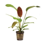 Echinodorus Ozelot Red